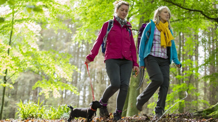Dog walking in the spring at Allen Banks and Staward Gorge, Northumberland